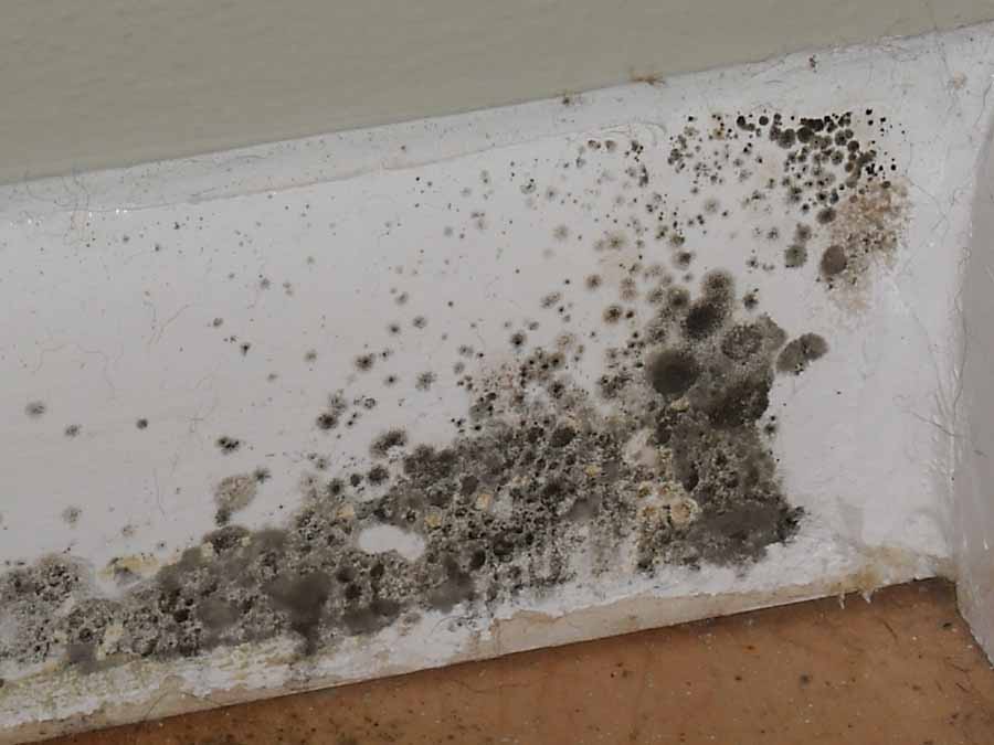 Mold Inspection