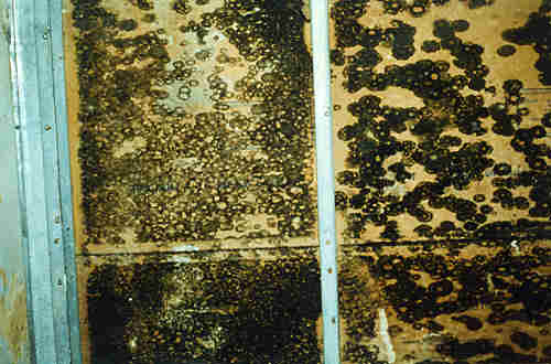 Mold Inspection